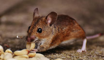 24 Hour & Emergency Exterminators in Wekiva Springs, FL